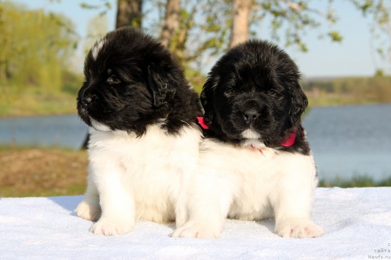 Фотография № 125947