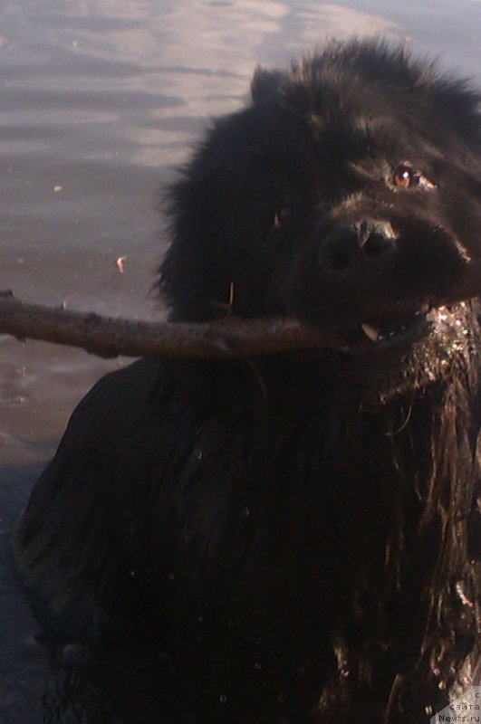 Фото: ньюфаундленд Сент Джонс Юкатан