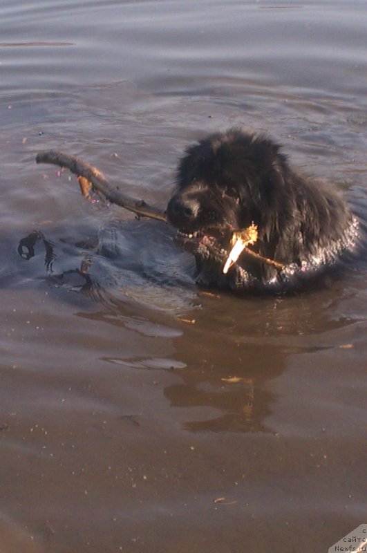 Фото: ньюфаундленд Сент Джонс Юкатан