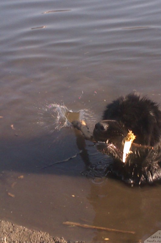 Фото: ньюфаундленд Сент Джонс Юкатан