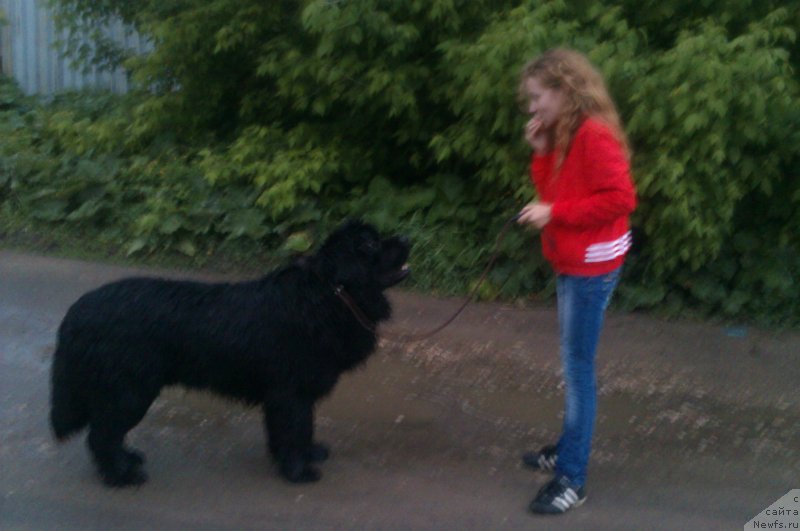 Фото: ньюфаундленд Сент Джонс Юкатан