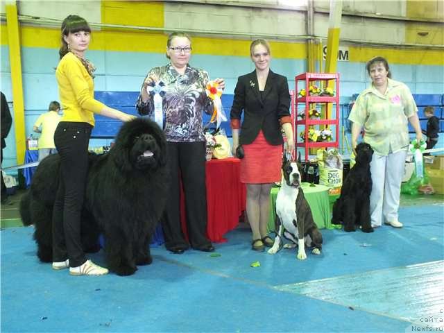 Фото: ньюфаундленд Мистер Форте Импрессионе (Mister Forte Impressione)