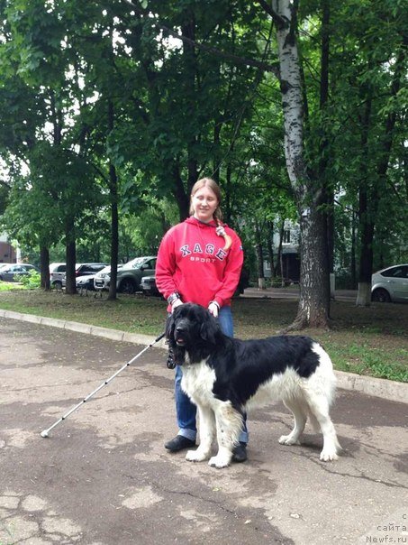 Фото: ньюфаундленд Черный Шарм Венгрия