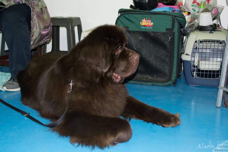 Фото: ньюфаундленд Акватория Келвин Селебрейшн