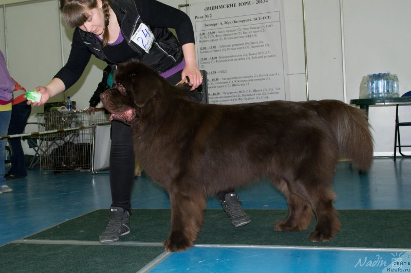 Фото: ньюфаундленд Акватория Келвин Селебрейшн