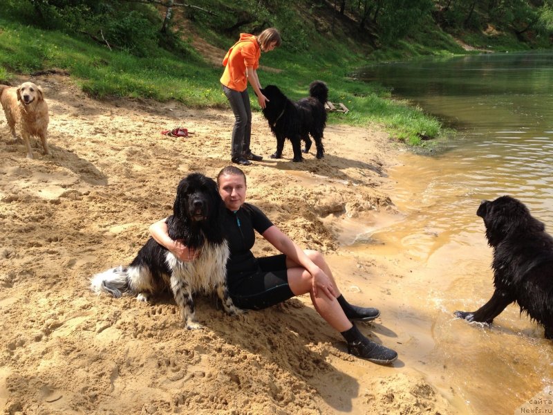 Фото: ньюфаундленд Плюшевая Панда Ультра Модная Штучка (Plushevaya Panda Ultra Modnaja Schtutschka)