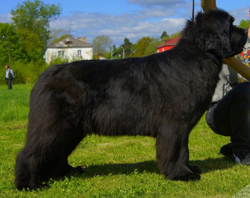 Фото: ньюфаундленд Смигар Галакси Шелл Вин (Smigar Galaxsy Shall Win)