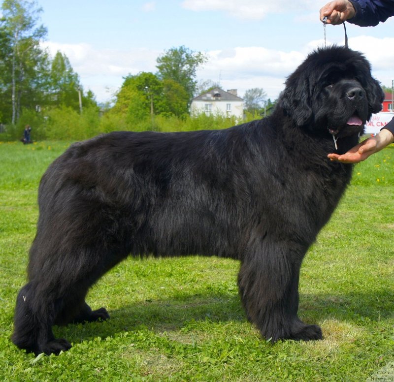 Фото: ньюфаундленд Смигар Галакси Шелл Вин (Smigar Galaxsy Shall Win)