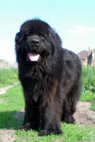 Фото: ньюфаундленд Великий Медведь Бегущий по Волнам