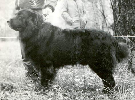 Фото: ньюфаундленд Барс Лайни