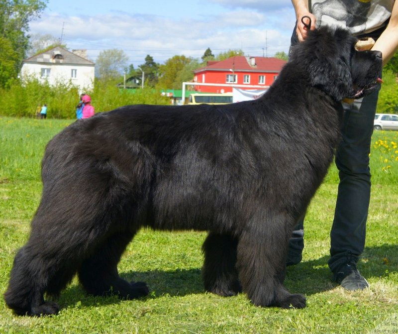 Фото: ньюфаундленд Смигар Галакси Шелл Вин (Smigar Galaxsy Shall Win)