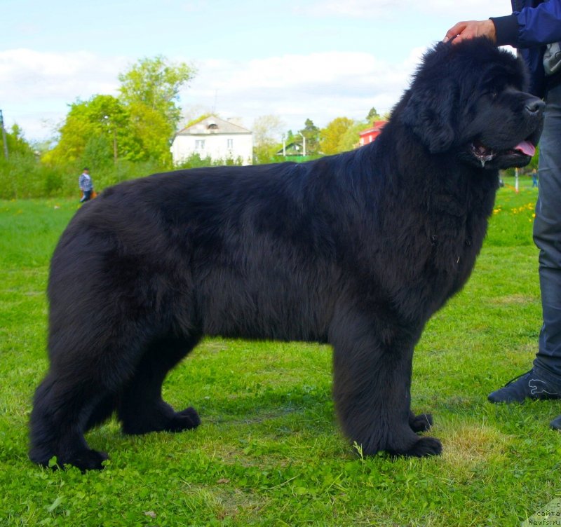 Фото: ньюфаундленд Смигар Галакси Шелл Вин (Smigar Galaxsy Shall Win)