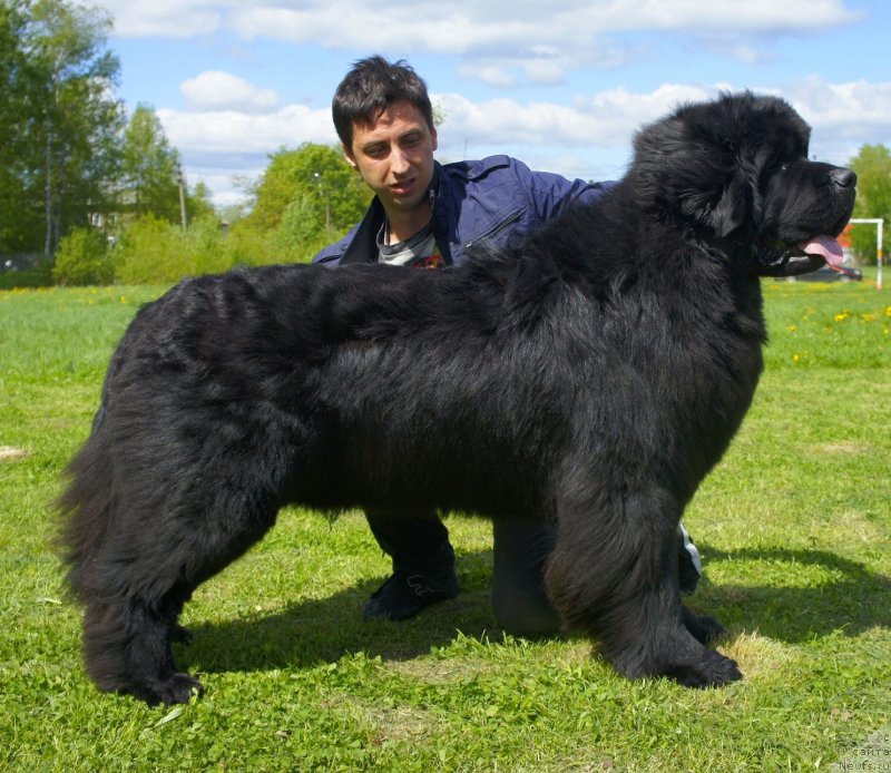 Фото: ньюфаундленд Смигар Гордон-Феллоу (Smigar Gordon Fellow)