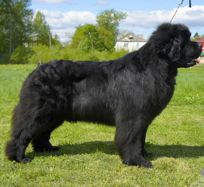 Фото: ньюфаундленд Смигар Гордон-Феллоу (Smigar Gordon Fellow)