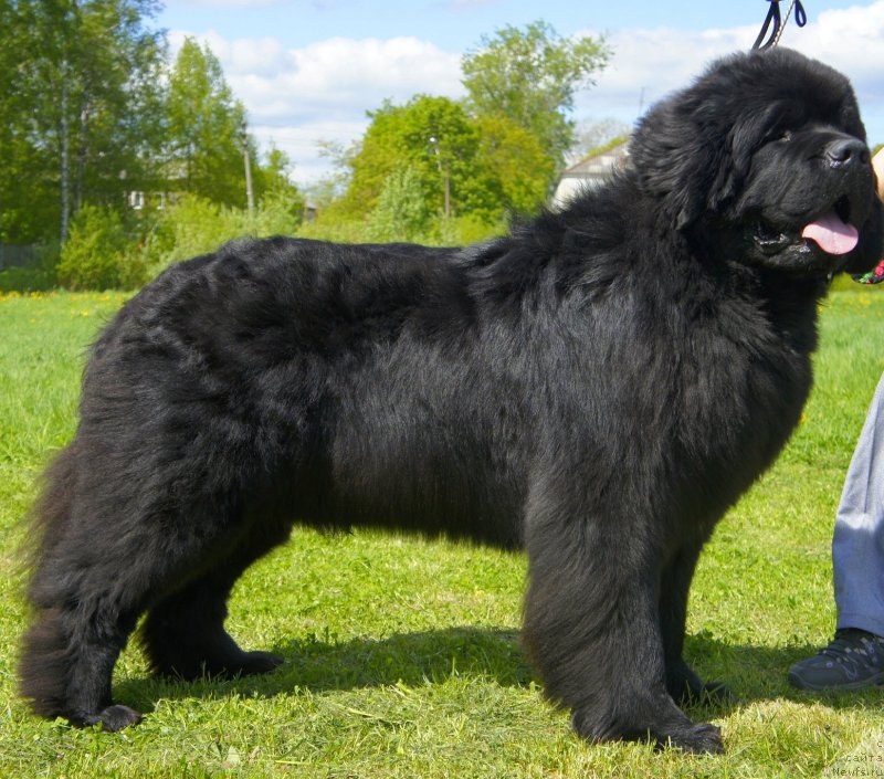 Фото: ньюфаундленд Смигар Гордон-Феллоу (Smigar Gordon Fellow)