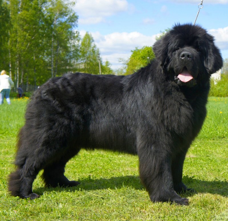 Фото: ньюфаундленд Смигар Гордон-Феллоу (Smigar Gordon Fellow)