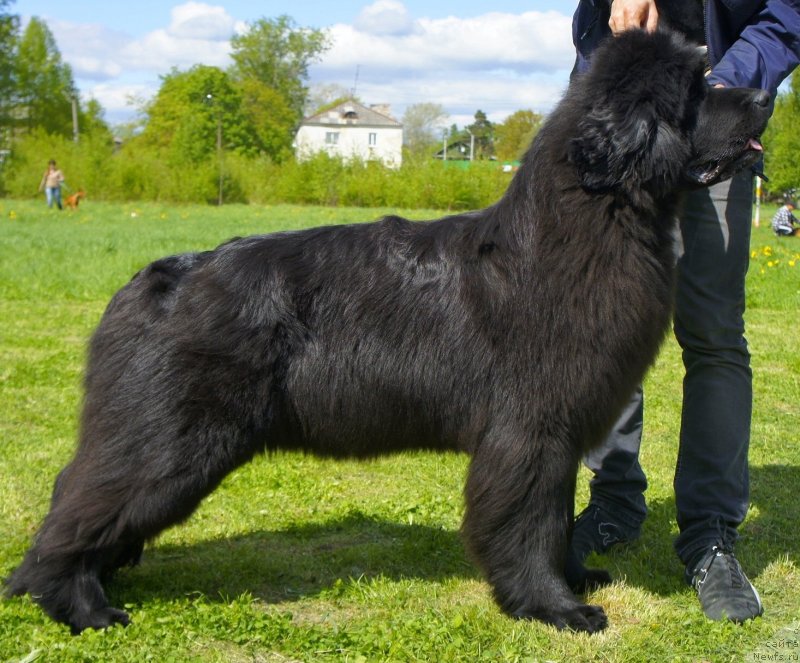 Фото: ньюфаундленд Смигар Северная Верона