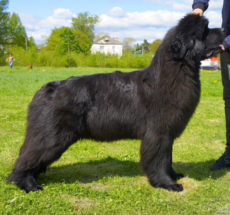 Фото: ньюфаундленд Смигар Северная Верона