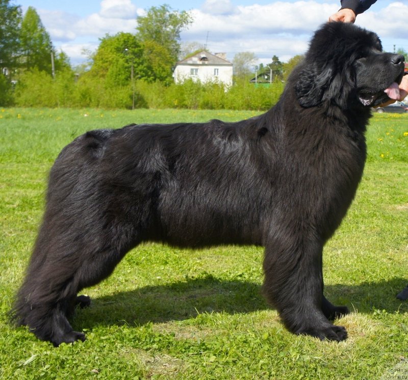 Фото: ньюфаундленд Смигар Северная Верона