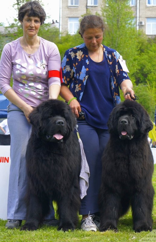 Фото: ньюфаундленд Смигар Гордон-Феллоу (Smigar Gordon Fellow), ньюфаундленд Смигар Галакси Шелл Вин (Smigar Galaxsy Shall Win)