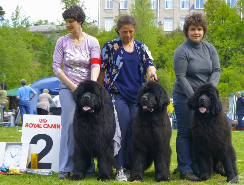 Фото: ньюфаундленд Смигар Гордон-Феллоу (Smigar Gordon Fellow), ньюфаундленд Смигар Галакси Шелл Вин (Smigar Galaxsy Shall Win), ньюфаундленд Смигар Северная Верона