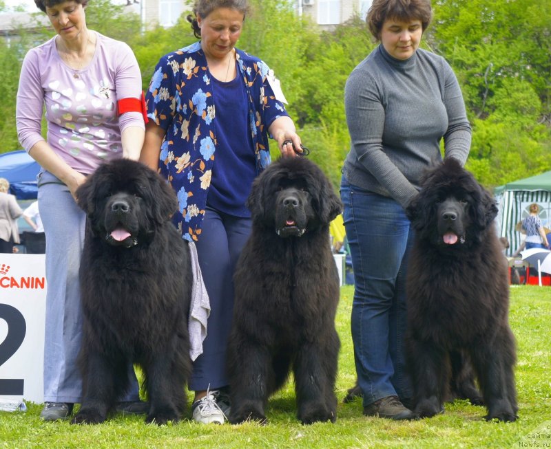 Фото: ньюфаундленд Смигар Гордон-Феллоу (Smigar Gordon Fellow), ньюфаундленд Смигар Галакси Шелл Вин (Smigar Galaxsy Shall Win), ньюфаундленд Смигар Северная Верона