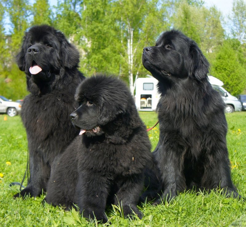 Фото: ньюфаундленд Смигар Гордон-Феллоу (Smigar Gordon Fellow), ньюфаундленд Целого Мира Мало из Аркаима (Tselogo Mira Malo iz Arkaima), ньюфаундленд Белкондер-Клаб Достучаться До Небес (Belkonder-Club Dostuchat'sya Do Nebes)