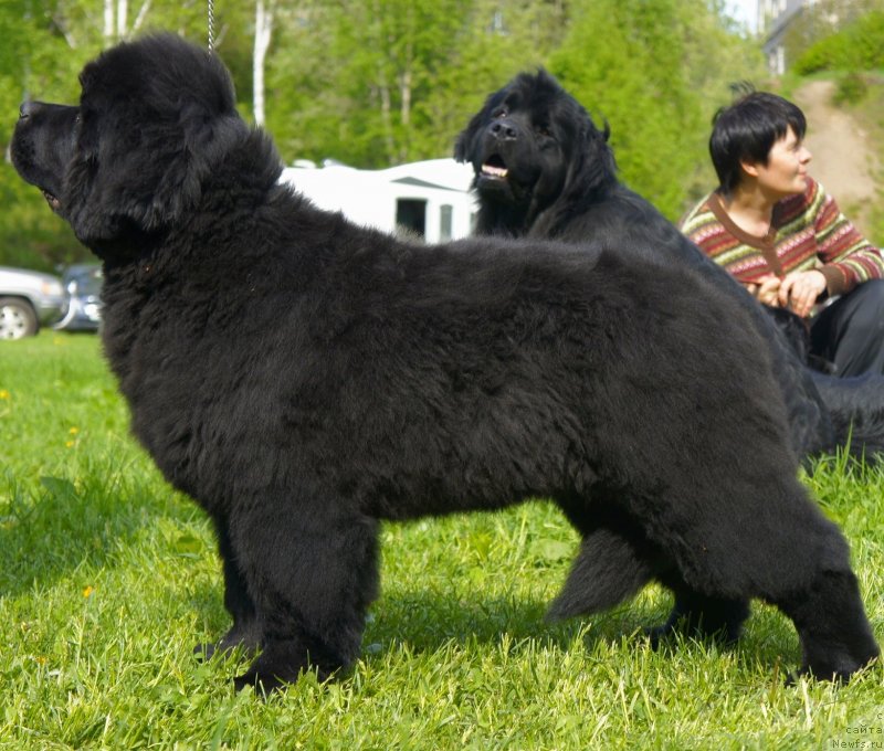 Фото: ньюфаундленд Белкондер-Клаб Достучаться До Небес (Belkonder-Club Dostuchat'sya Do Nebes)