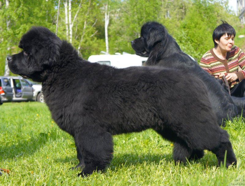 Фото: ньюфаундленд Белкондер-Клаб Достучаться До Небес (Belkonder-Club Dostuchat'sya Do Nebes)