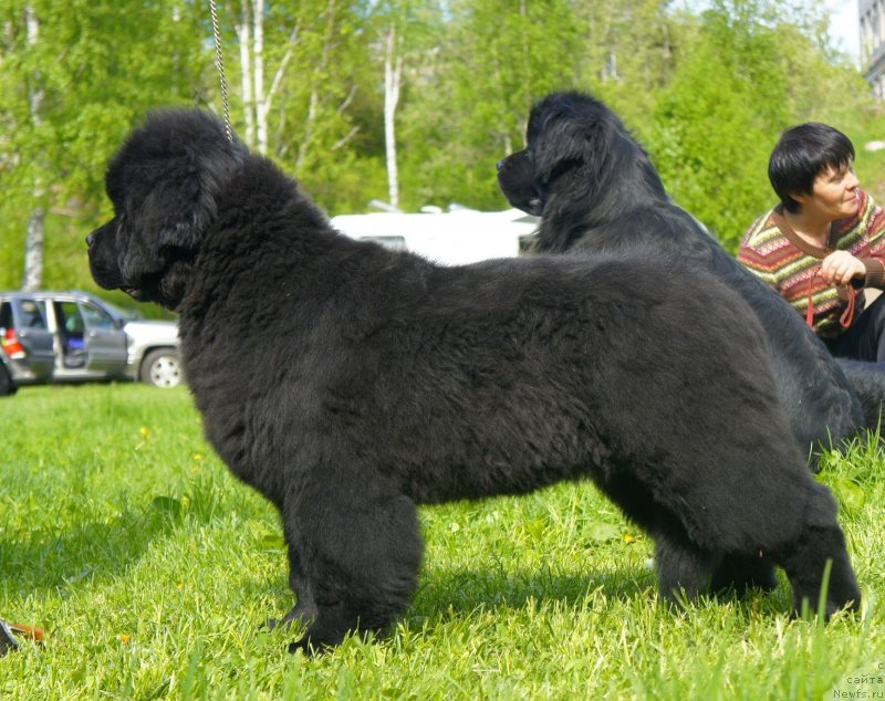 Фото: ньюфаундленд Белкондер-Клаб Достучаться До Небес (Belkonder-Club Dostuchat'sya Do Nebes)