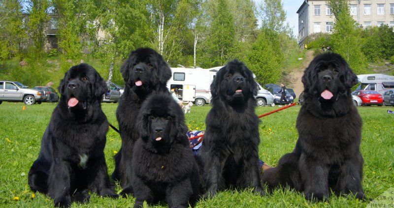 Фото: ньюфаундленд Белкондер-Клаб Угли-Бугли (Belkonder-Club Ugli-Boogli), ньюфаундленд Смигар Гордон-Феллоу (Smigar Gordon Fellow), ньюфаундленд Целого Мира Мало из Аркаима (Tselogo Mira Malo iz Arkaima), ньюфаундленд Белкондер-Клаб Достучаться До Небес (Belkonder-Club Dostuchat'sya Do Nebes), ньюфаундленд Смигар Галакси Шелл Вин (Smigar Galaxsy Shall Win)