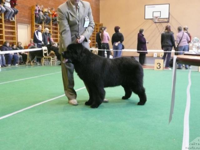 Фото: ньюфаундленд Звезда Ростова с Берега Дона (Zvezda Rostova s Berega Dona)