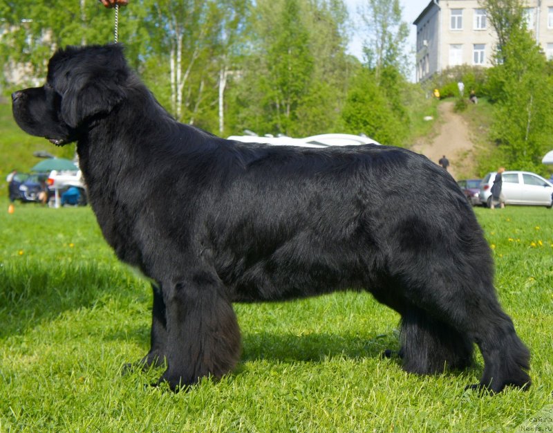 Фото: ньюфаундленд Белкондер-Клаб Угли-Бугли (Belkonder-Club Ugli-Boogli)