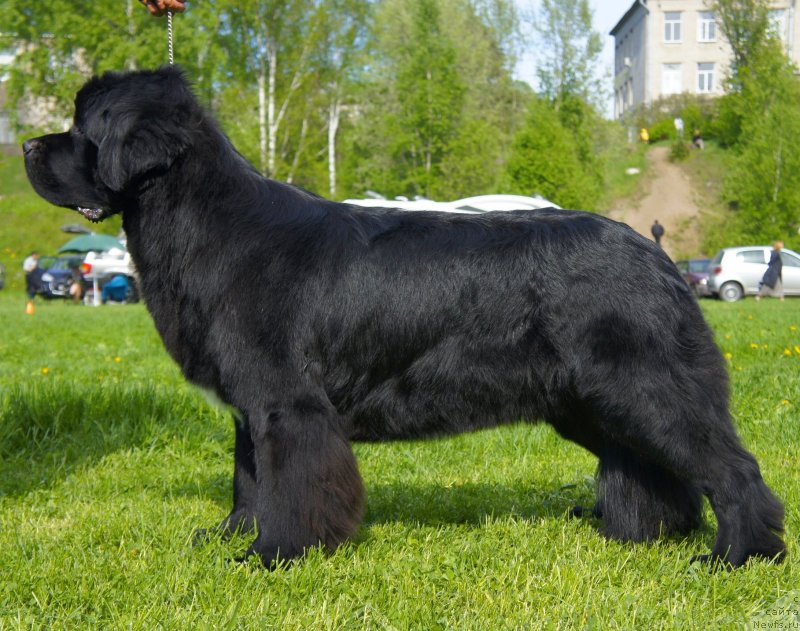 Фото: ньюфаундленд Белкондер-Клаб Угли-Бугли (Belkonder-Club Ugli-Boogli)