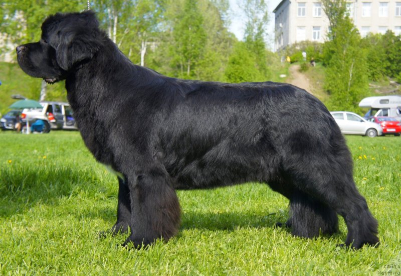 Фото: ньюфаундленд Белкондер-Клаб Угли-Бугли (Belkonder-Club Ugli-Boogli)