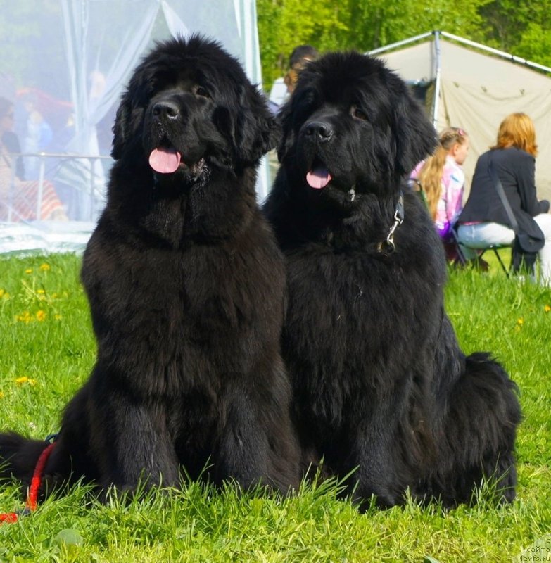 Фото: ньюфаундленд Смигар Гордон-Феллоу (Smigar Gordon Fellow), ньюфаундленд Смигар Галакси Шелл Вин (Smigar Galaxsy Shall Win)