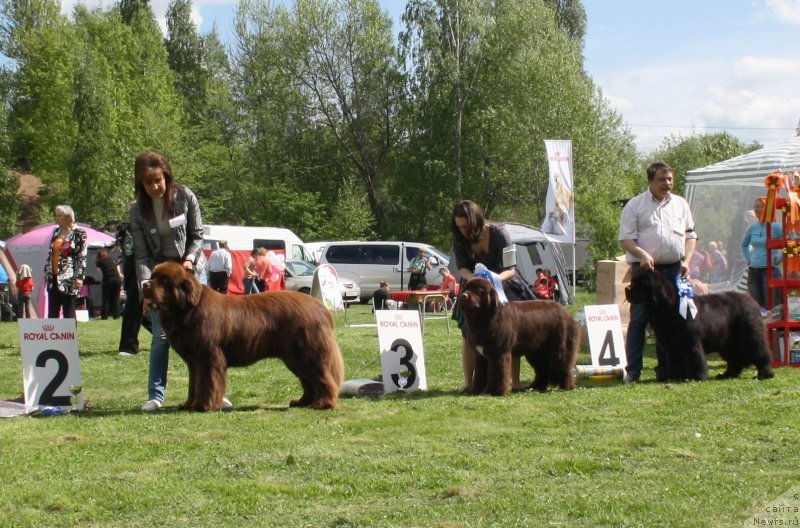 Фото: ньюфаундленд Акватория Келвин Ройал Тедди Беар (Aquatoriya Kelvin Royal Teddy Bear), ньюфаундленд Акватория Келвин Хизер Хани (Aquatoriya Kelvin Heather Honey), ньюфаундленд Cayuga Mescalero