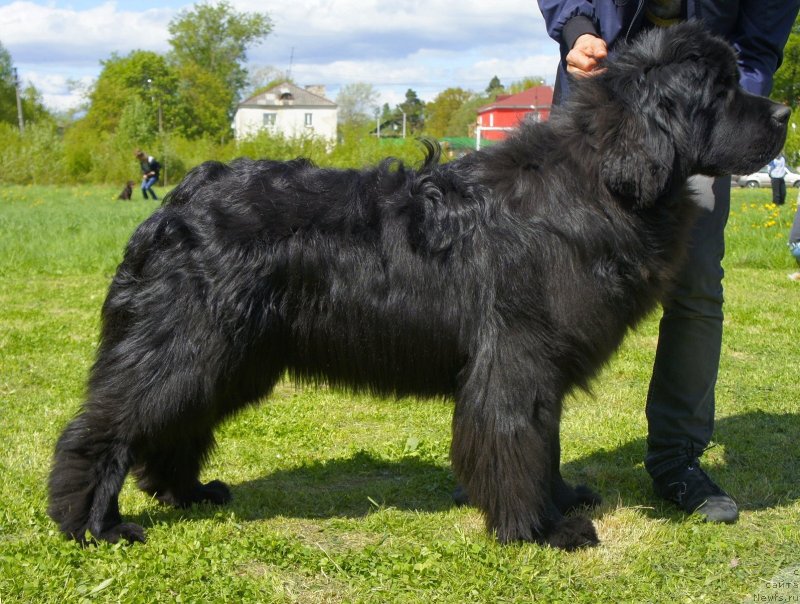 Фото: ньюфаундленд Акватория Келвин Флэш Ройал (Aquatoriya Kelvin Flash Royal)