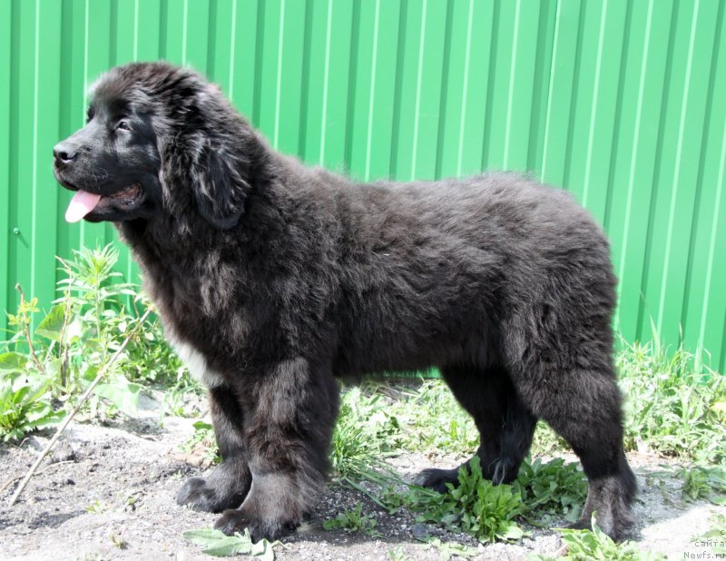 Фото: ньюфаундленд Акватория Келвин Цамбия