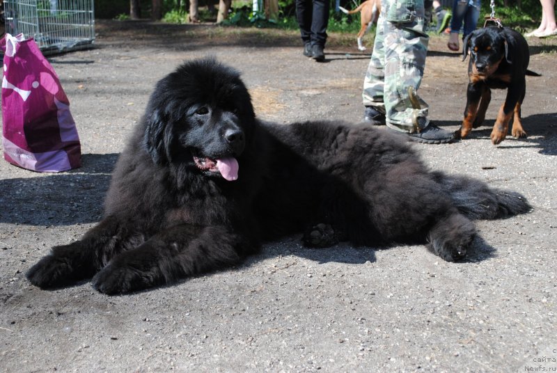 Фото: ньюфаундленд Душа-Девица (Dusha-Devitsa)