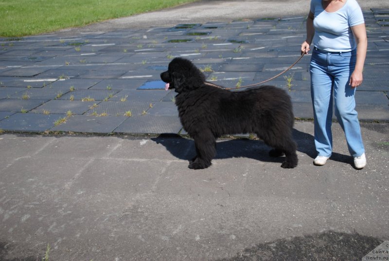 Фото: ньюфаундленд Душа-Девица (Dusha-Devitsa)