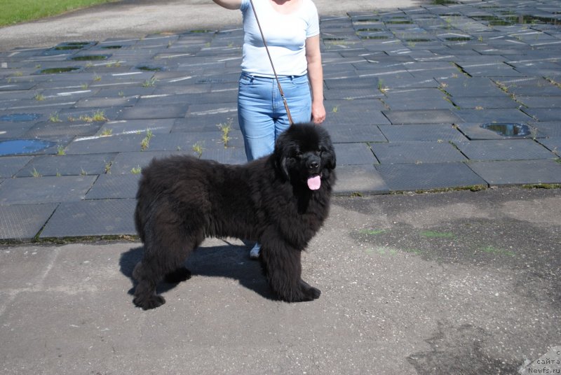Фото: ньюфаундленд Душа-Девица (Dusha-Devitsa)