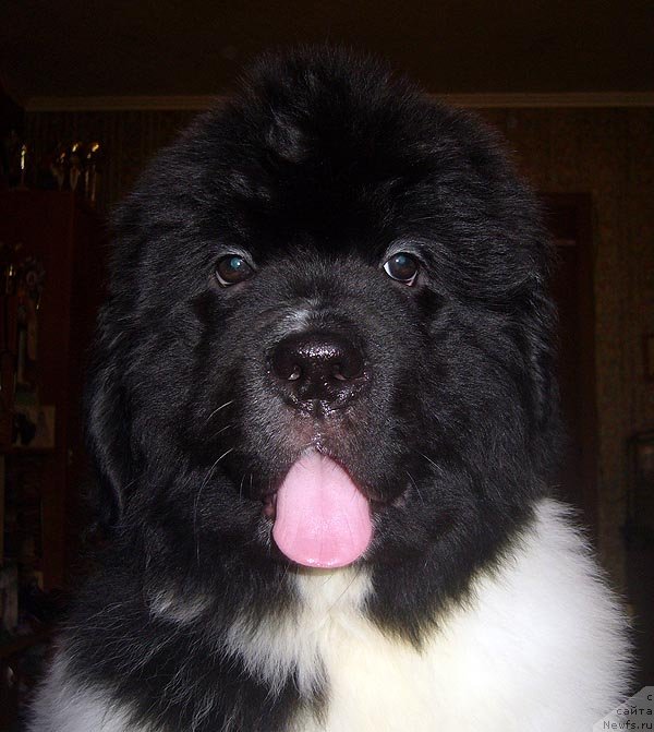 Фото: ньюфаундленд Супер Бизон Конжак