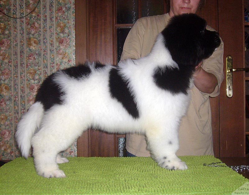 Фото: ньюфаундленд Супер Бизон Конжак