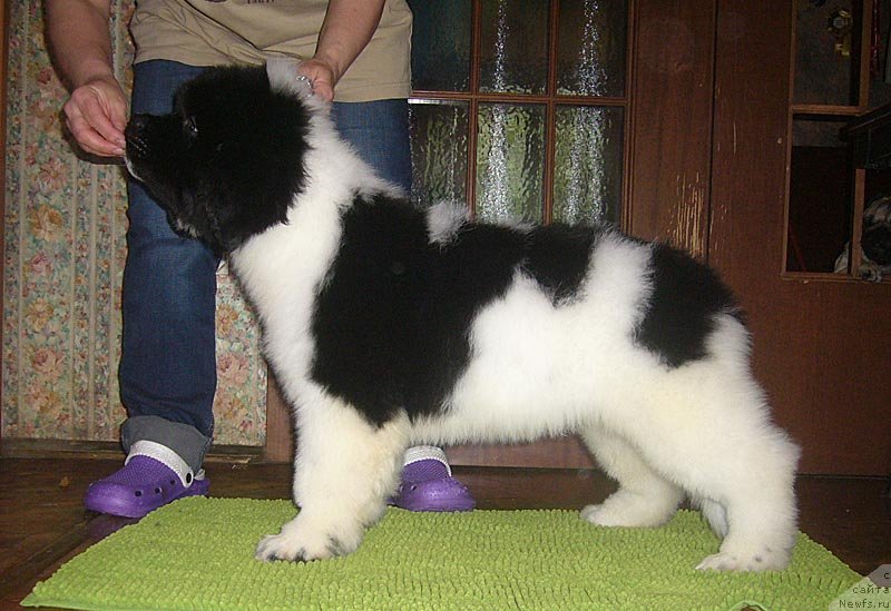 Фото: ньюфаундленд Супер Бизон Конжак