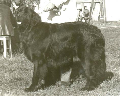 Фото: ньюфаундленд Джон