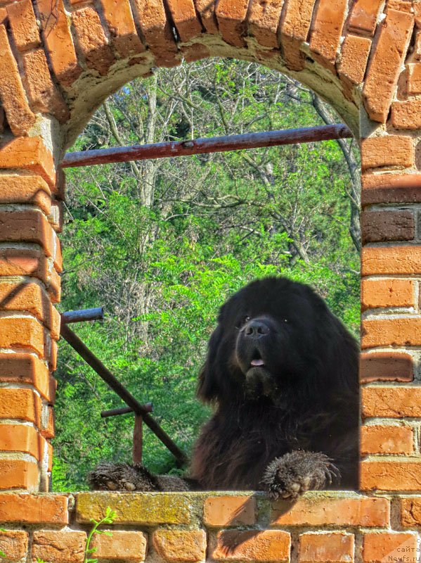 Фото: ньюфаундленд Потап Фидель