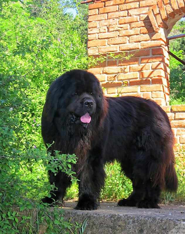 Фото: ньюфаундленд Потап Фидель