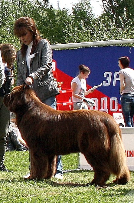 Фото: ньюфаундленд Акватория Келвин Ройал Тедди Беар (Aquatoriya Kelvin Royal Teddy Bear)