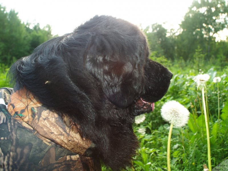 Фотография № 126115